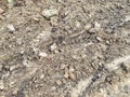 Texture, earth, dirt. clods of sand on the road. chernozem, soil on beds plowed with machinery. vegetable garden, farming Royalty Free Stock Photo