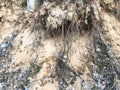 Texture of the earth on a ravine with protruding roots of trees made of sand and earth. The background