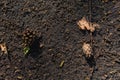 Texture of earth and sand and small stones after rain. Royalty Free Stock Photo