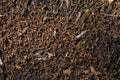 Cones and needles underfoot. Texture of earth and sand and small stones after rain. Royalty Free Stock Photo