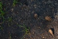 Cones and needles underfoot. Texture of earth and sand and small stones after rain. Royalty Free Stock Photo