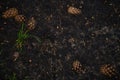 Cones and needles underfoot. Texture of earth and sand and small stones after rain. Royalty Free Stock Photo