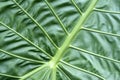 Texture of Elephant ear leaf Royalty Free Stock Photo