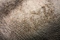 Texture: Elephant Hide