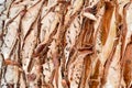 Texture embossed peeling natural carved wood palm bark brown tropical southern exotic jungle solid strong stripes background Royalty Free Stock Photo