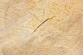 The texture of the end of the tree. Saw cut wood close up. Rough-wood on floors. Wood background. The end of the tree Royalty Free Stock Photo