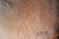 The texture of the end of the tree. Saw cut wood close up. Rough-wood on floors. Royalty Free Stock Photo