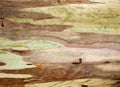 Texture of the eucalyptus trunk