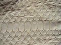 Texture of exotic leather. Python skin, white snakes.