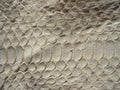 Texture of exotic leather. Python skin, white snakes.