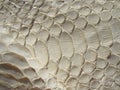 Texture of exotic leather. Python skin, white snakes.