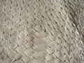 Texture of exotic leather. Python skin, white snakes.