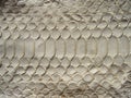 Texture of exotic leather. Python skin, white snakes.