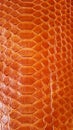 Texture of exotic skin. The skin of a python, a snake is red, orange. Royalty Free Stock Photo