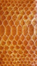 Texture of exotic skin. The skin of a python, a snake is red, orange. Royalty Free Stock Photo