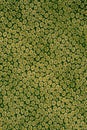 Texture fabric of small floral pattern