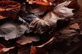 Texture fallen leaves