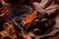 Texture fallen leaves