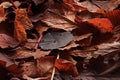 Texture fallen leaves