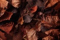 Texture fallen leaves