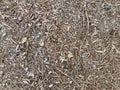 Texture of fallen leaves and branches. Forest litter. Many fallen leaves, autumn park, carpet of dry fallen leaves on the ground Royalty Free Stock Photo
