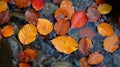 Texture of fallen leaves caught in the rivers current dancing and twirling in its evershifting path Royalty Free Stock Photo