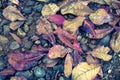 Texture fallen leaves on the sand .