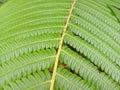 The texture of fern leaves is green and exotic Royalty Free Stock Photo