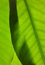 the texture and fiber of the leaves are green Royalty Free Stock Photo