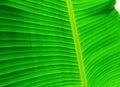texture fibers of young banana leaf Royalty Free Stock Photo
