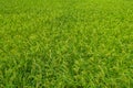 Texture field rice background