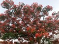 Texture of a fiery tree with red beautiful natural leaves with flower petals, branches of a tropical exotic plant in Egypt against