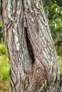 Textured tree trunk with hole