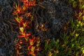 Texture with fire red dry black and fresh green succulents plants Royalty Free Stock Photo