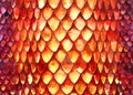 Texture of fish scales