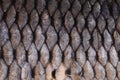 Texture of fish scales close up. Royalty Free Stock Photo