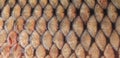 Texture of fish scales close up. Royalty Free Stock Photo