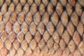 Texture of fish scales close up. Royalty Free Stock Photo