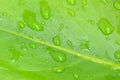 Texture of Flamingo leaf