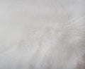 Texture fluffy fur white dog abstract for background , Natural animal patterns skin Royalty Free Stock Photo