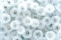 Texture of fluffy white dandelion flowers, fluffy soft delicate background Royalty Free Stock Photo