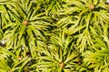 The texture of the foliage of a perennial tall peony bush with unopened buds.