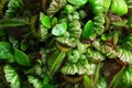 Texture of foliage and pitchers of carnivorous Albany pitcher plant Cephalotus follicularis