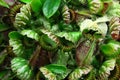 Texture of foliage and pitchers of carnivorous Albany pitcher plant Cephalotus follicularis