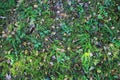 Texture of forest floor with grass and pine cones and fallen leaves in summer Royalty Free Stock Photo