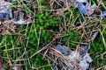 The texture of the forest trail. Moss, fallen needles and leaves