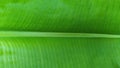 texture form banana leaf. (photo of banana leaf.) Royalty Free Stock Photo