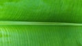 texture form banana leaf. (photo of banana leaf.)