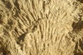 Texture formed by the corals in coastal limestone. Royalty Free Stock Photo
