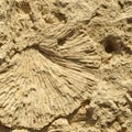 Texture formed by the corals in coastal limestone. Royalty Free Stock Photo